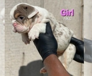 English Bulldog Puppy for sale in ATLANTA, GA, USA
