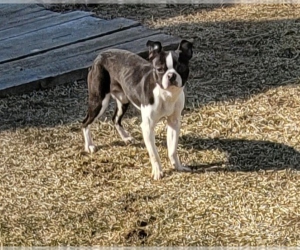 Medium Photo #1 Boston Terrier Puppy For Sale in SUMPTER TWP, MI, USA