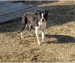 Small Photo #1 Boston Terrier Puppy For Sale in SUMPTER TWP, MI, USA