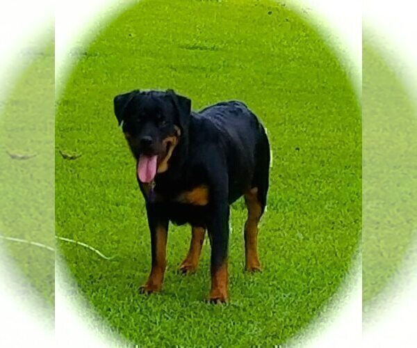 Medium Photo #21 Rottweiler Puppy For Sale in RIEGELWOOD, NC, USA