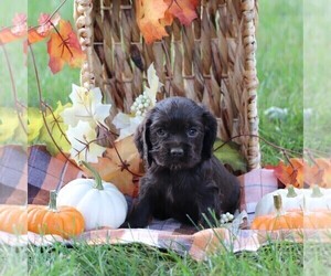 Cocker Spaniel Puppy for sale in HERSHEY, PA, USA