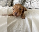 Small #8 Dachshund
