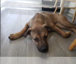 Carmelo - Male Mutt Dog for Adoption - Photo #4