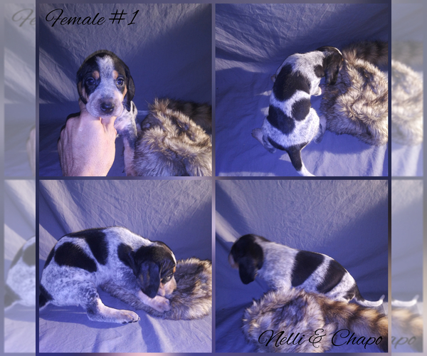 Medium Photo #6 Bluetick Coonhound Puppy For Sale in COMBINE, TX, USA