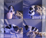 Small Photo #6 Bluetick Coonhound Puppy For Sale in COMBINE, TX, USA