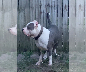 Father of the American Bully puppies born on 11/14/2023