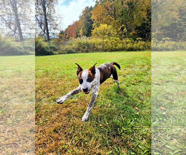 Medium Photo #3 Mutt Puppy For Sale in Garden City, NY, USA
