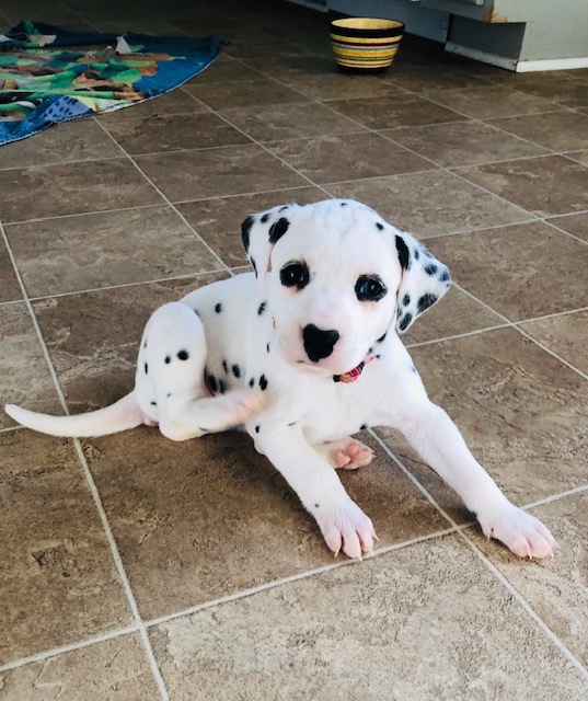 Medium Photo #9 Dalmatian Puppy For Sale in ASHEBORO, NC, USA