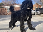 Small Photo #11 Goldendoodle-Poodle (Standard) Mix Puppy For Sale in DETROIT, MI, USA