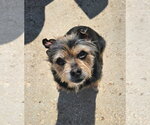 Small #9 Mutt
