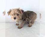 Small Photo #3 Yorkshire Terrier Puppy For Sale in ESTERO, FL, USA