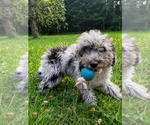 Small #1 Cavapoo (Miniature)
