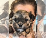 Small Photo #2 Shorkie Tzu Puppy For Sale in LAKEVILLE, MN, USA