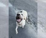 Small #2 American Pit Bull Terrier Mix