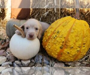 Dachshund Puppy for sale in GALENA, KS, USA