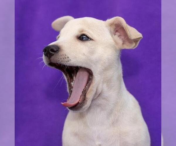 Medium Photo #5 Chug Puppy For Sale in San Diego, CA, USA