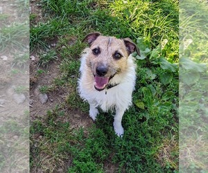 Jack Russell Terrier Dog for Adoption in SANDOWN, New Hampshire USA