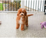 Small #3 Goldendoodle mix (+ Poodle Miniature)