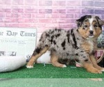 Small Photo #4 Australian Shepherd Puppy For Sale in BEL AIR, MD, USA