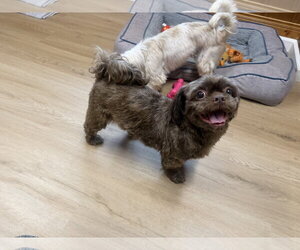 Simon - Male Shih Tzu Dog for Adoption - Photo #3