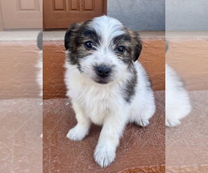 Earl - Male Mutt Dog for Adoption - Photo #4