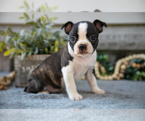 Medium Boston Terrier