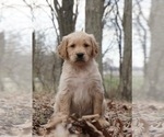 Small Photo #1 Golden Retriever Puppy For Sale in WARSAW, IN, USA