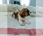 Small #3 Basset Hound