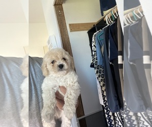 Maltipoo Puppy for sale in AUSTIN, TX, USA