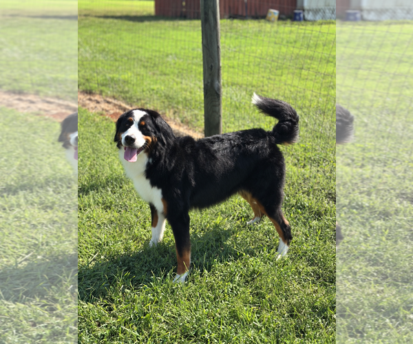 Medium Photo #2 Bernese Mountain Dog Puppy For Sale in Pacolet, SC, USA
