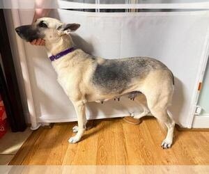 German Shepherd Dog-Unknown Mix Dogs for adoption in La Grange , NC, USA