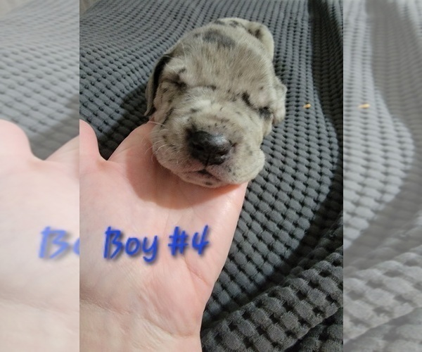 Medium Photo #7 Daniff Puppy For Sale in ROYAL CITY, WA, USA