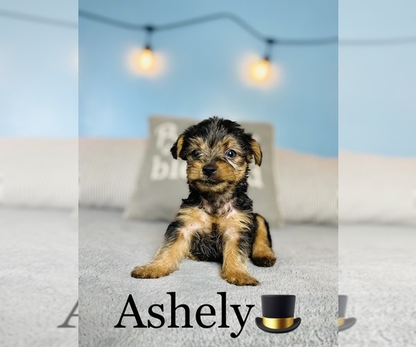 Medium Photo #2 Yorkshire Terrier Puppy For Sale in COOKEVILLE, TN, USA
