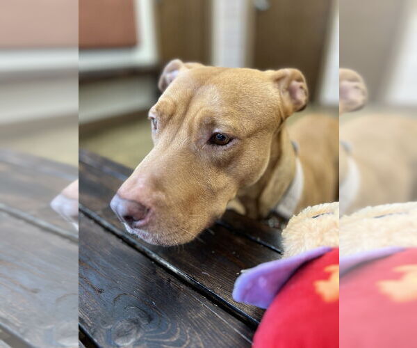 Medium Photo #3 American Pit Bull Terrier-Unknown Mix Puppy For Sale in Raleigh, NC, USA