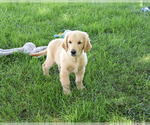 Small #4 Golden Retriever