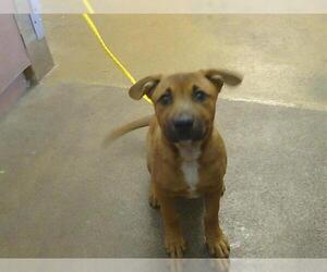 Mastiff-Unknown Mix Dogs for adoption in Sacramento, CA, USA