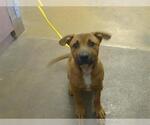*NATHAN DRAKE - Male Mastiff-Unknown Mix Dog for Adoption - Small photo