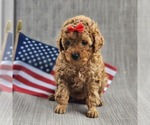 Puppy Nutmeg Poodle (Toy)