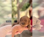 Ned - Male Goldendoodle Puppy for Sale - Photo #2