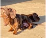 Small Photo #7 Dachshund Puppy For Sale in SANTA CLARITA, CA, USA