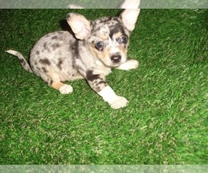 Chihuahua Puppy for Sale in JACKSON, Mississippi USA