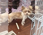 Small Photo #1 Yorkshire Terrier Puppy For Sale in KELLER, TX, USA