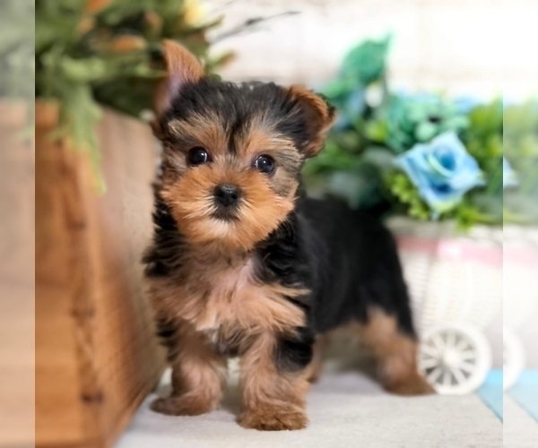 Medium Photo #3 Yorkshire Terrier Puppy For Sale in SAN FRANCISCO, CA, USA