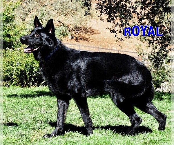 Medium Photo #15 German Shepherd Dog Puppy For Sale in MURRIETA, CA, USA