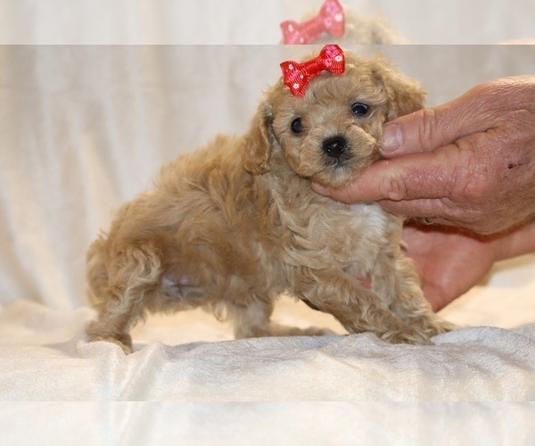 Medium Photo #20 Poodle (Toy) Puppy For Sale in DYERSBURG, TN, USA