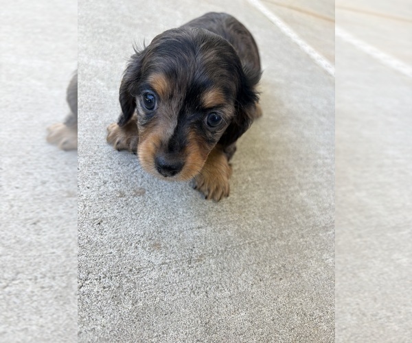 Medium Photo #1 Dachshund Puppy For Sale in HATBORO, PA, USA