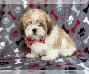 Zuchon Puppy for sale in LAKELAND, FL, USA