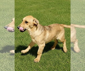 Jojo - Male Labrador Retriever Dog for Adoption - Photo #14
