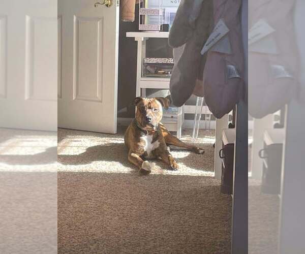 Medium Photo #3 American Pit Bull Terrier-American Staffordshire Terrier Mix Puppy For Sale in Wenonah, NJ, USA