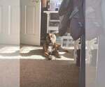 Small #2 American Pit Bull Terrier-American Staffordshire Terrier Mix